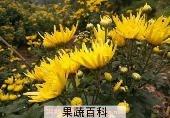 金丝皇菊对女性的好处 哪些人不能喝金丝皇菊