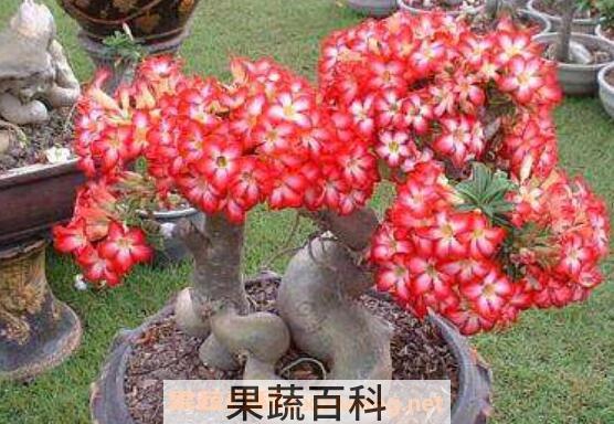 沙漠玫瑰怎么养 沙漠玫瑰的养殖方法