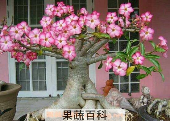 沙漠玫瑰怎么养 沙漠玫瑰的养殖方法