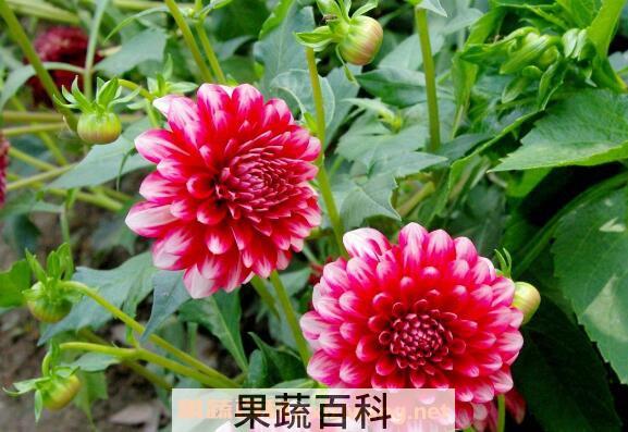大丽花的养殖方法 大丽花养殖的注意事项