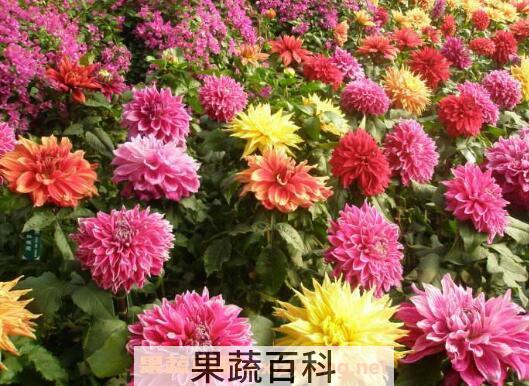 大丽花的养殖方法 大丽花养殖的注意事项
