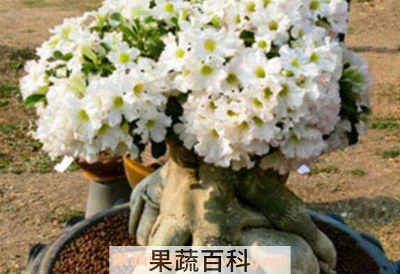沙漠玫瑰的修剪方法图 沙漠玫瑰修剪注意事项