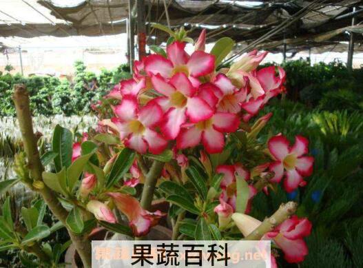 沙漠玫瑰的修剪方法图 沙漠玫瑰修剪注意事项