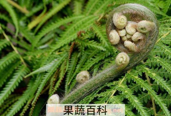 蕨类植物怎么养 蕨类植物的养殖方法和注意事项