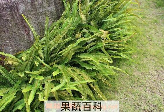 蕨类植物怎么养 蕨类植物的养殖方法和注意事项