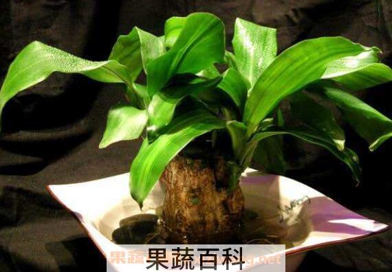 巴西木怎么养 巴西木的养殖方法和注意事项