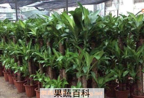 巴西木怎么养 巴西木的养殖方法和注意事项