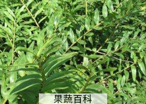 叠鞘石斛在家怎么养
