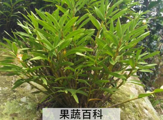 叠鞘石斛在家怎么养