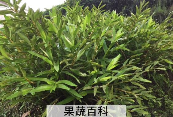 叠鞘石斛的功效与作用 叠鞘石斛的药用价值