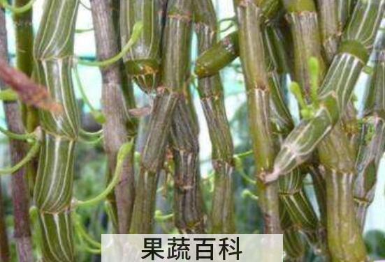 叠鞘石斛的功效与作用 叠鞘石斛的药用价值