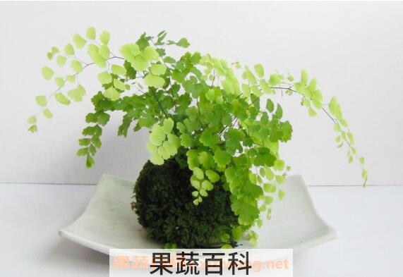 铁线蕨怎么养 铁线蕨的养殖方法和注意事项