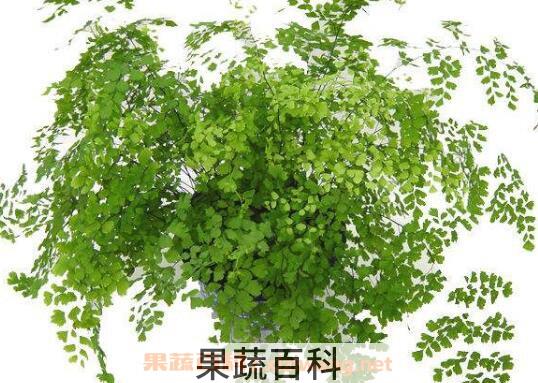 铁线蕨怎么养 铁线蕨的养殖方法和注意事项