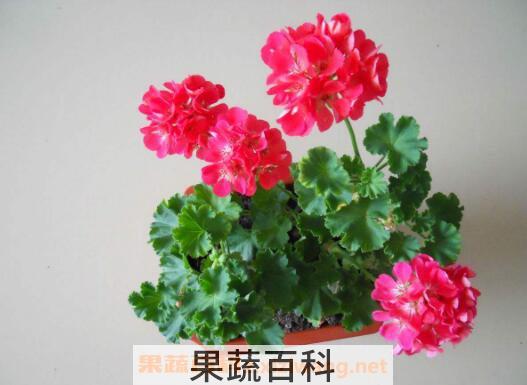 天竺葵怎么养 养殖天竺葵的注意事项
