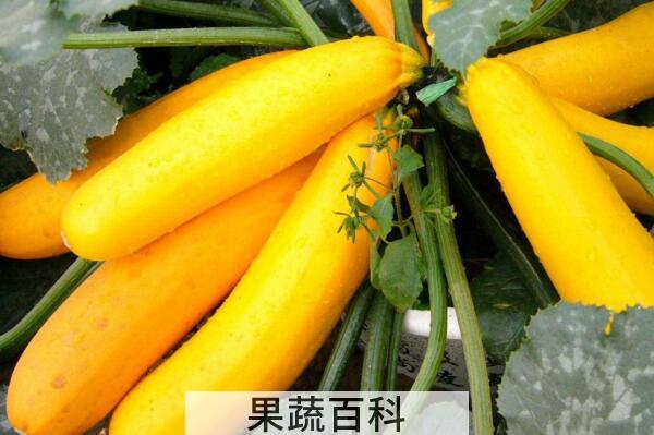 香蕉瓜怎么吃 香蕉瓜的食用方法
