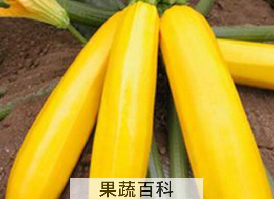 香蕉瓜怎么吃 香蕉瓜的食用方法