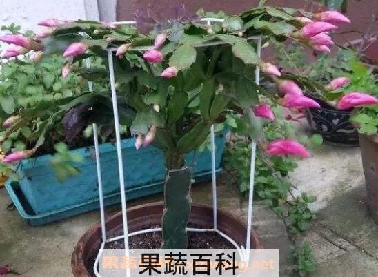 蟹爪兰如何嫁接 蟹爪兰嫁接方法技巧
