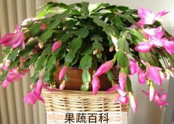 蟹爪兰如何嫁接 蟹爪兰嫁接方法技巧