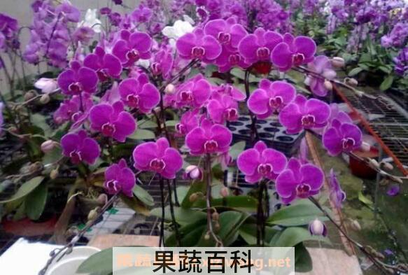 蝴蝶兰怎么养 蝴蝶兰的养殖方法和注意事项 