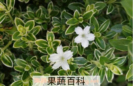 六月雪怎么养 六月雪的养殖方法和注意事项