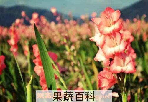 剑兰怎么养 剑兰的养殖方法和注意事项