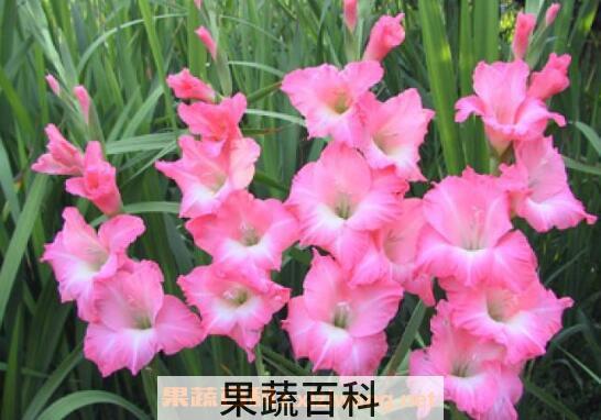 剑兰怎么养 剑兰的养殖方法和注意事项