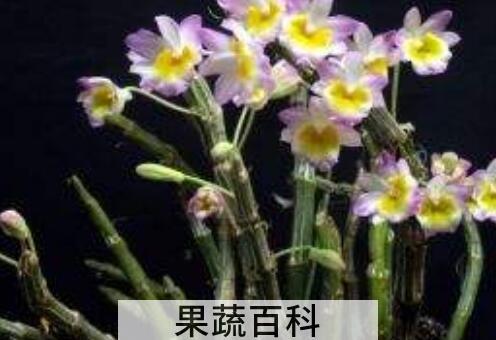 玫瑰石斛的功效与作用及药用价值