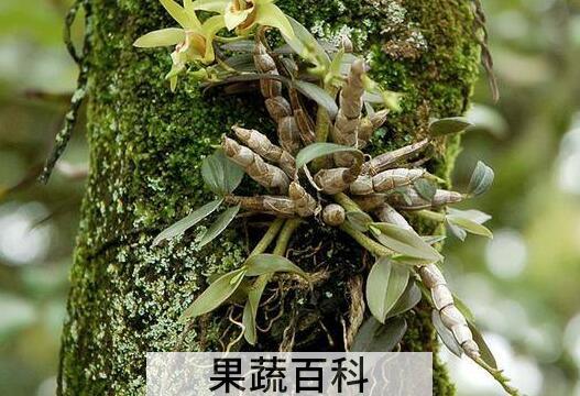 女人每天喝铁皮石斛的好处