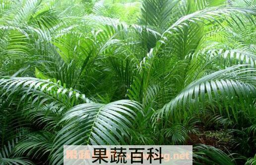散尾葵怎么养 散尾葵的养殖方法和注意事项
