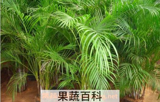 散尾葵怎么养 散尾葵的养殖方法和注意事项