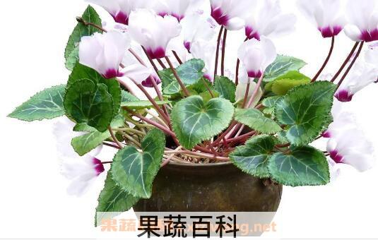 仙客来怎么养好 仙客来的养殖方法和注意事项