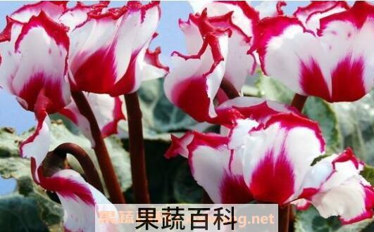 仙客来怎么养好 仙客来的养殖方法和注意事项