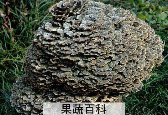 云芝的功效与作用 吃云芝的好处有哪些