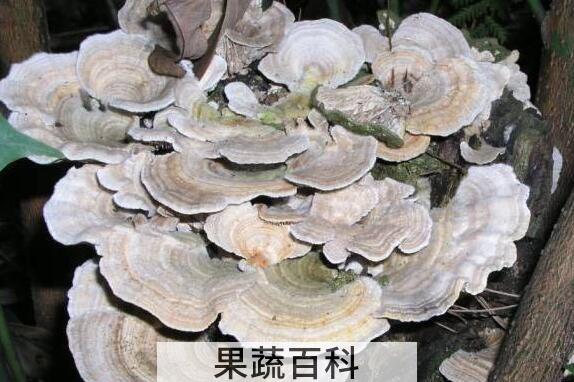 云芝的功效与作用 吃云芝的好处有哪些