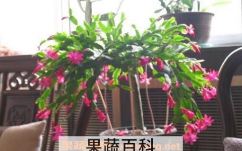 蟹爪兰怎么养好 蟹爪兰的养殖方法和注意事项