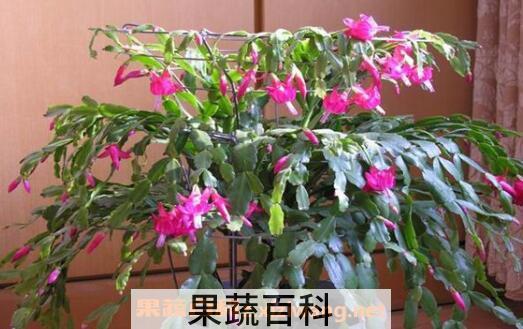 蟹爪兰怎么养好 蟹爪兰的养殖方法和注意事项