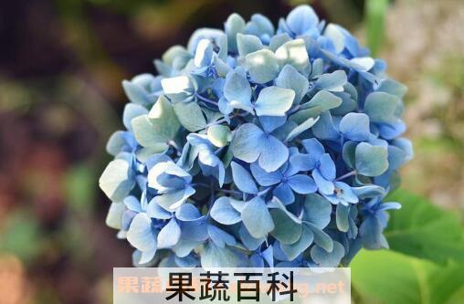 绣球花怎么养 绣球花的养殖方法和注意事项