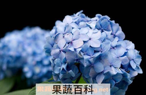 绣球花怎么养 绣球花的养殖方法和注意事项