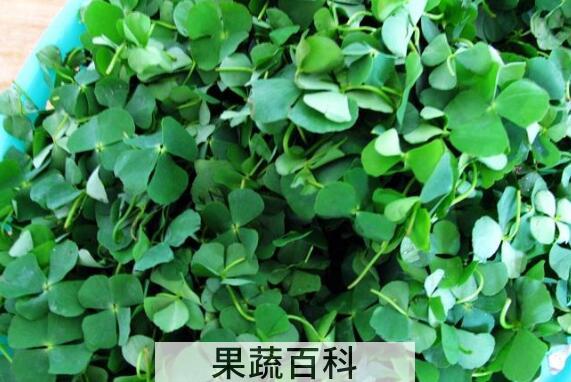 四叶菜的功效与作用及禁忌