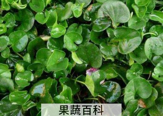 四叶菜的功效与作用及禁忌