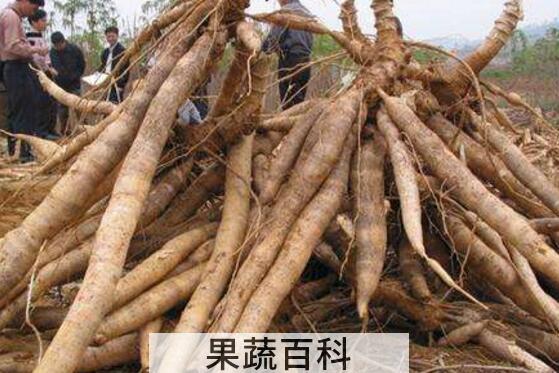 木薯的功效与作用 木薯的食用方法