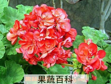 天竺葵怎么养 天竺葵的养殖方法和注意事项