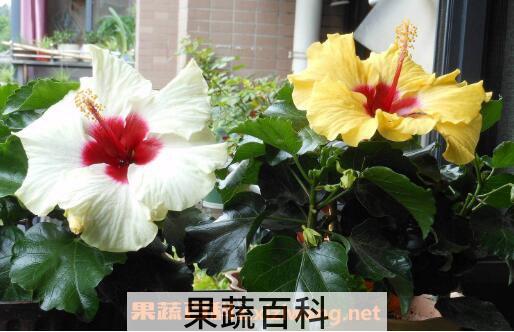 天竺葵怎么养 天竺葵的养殖方法和注意事项
