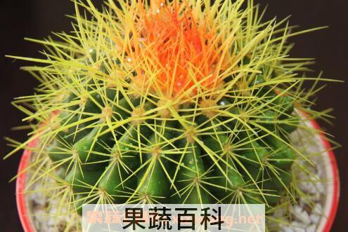 仙人球怎么养 仙人球的养殖方法和注意事项