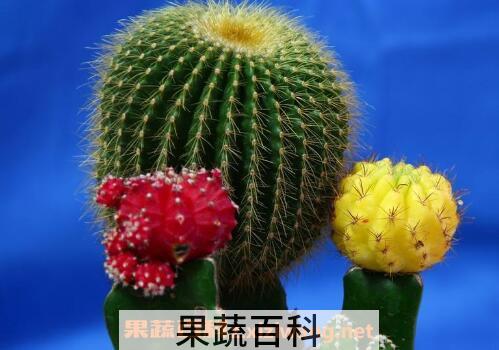 仙人球怎么养 仙人球的养殖方法和注意事项