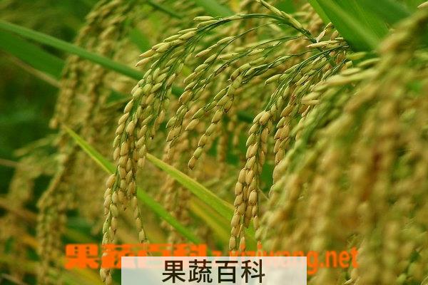 果蔬百科稻芽图片 稻芽的功效与作用