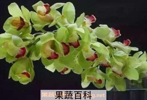 大花蕙兰的养殖方法 养殖大花蕙兰的注意事项