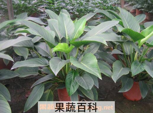 金钻蔓绿绒怎么养 金钻蔓绿绒的养殖方法和繁殖方法