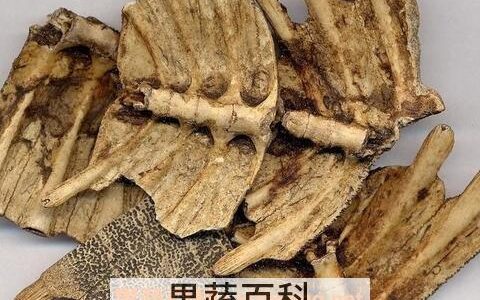 鳖甲壳的功效与作用 鳖甲壳的药用价值