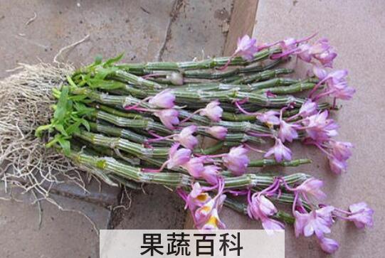 玫瑰石斛怎么吃 玫瑰石斛的食用方法